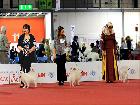 WORLD DOG SHOW MILANO 2015