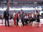 WORLD DOG SHOW MILANO 2015