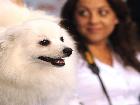 WORLD DOG SHOW MILANO 2015