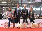 WORLD DOG SHOW MILANO 2015