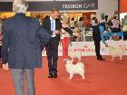 WORLD DOG SHOW MILANO 2015