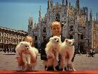 WORLD DOG SHOW MILANO 2015