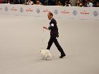 WORLD DOG SHOW MILANO 2015