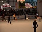 WORLD DOG SHOW MILANO 2015