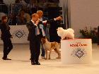 WORLD DOG SHOW MILANO 2015